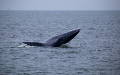 Bryde's whale up over the sea for eating small fish and have many seagull flying over.