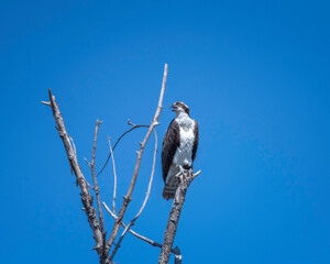 An Osprey (Pandion haliaetus ) perches on tree branches at the Sepulveda Basin Wildlife  Reserve in Van Nuys, CA.
