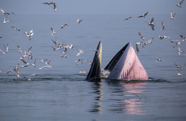 Bryde's whale up over the sea for eating small fish and have many seagull flying over. © Petch A Ratana