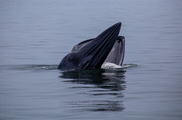 Obraz premium Bryde's whale up over the sea for eating small fish and have many seagull flying over.