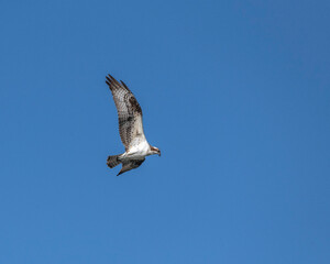 An Osprey (Pandion haliaetus ) flies against a blue sky at the Sepulveda Basin Wildlife  Reserve in Van Nuys, CA.