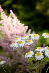 daisies in a field