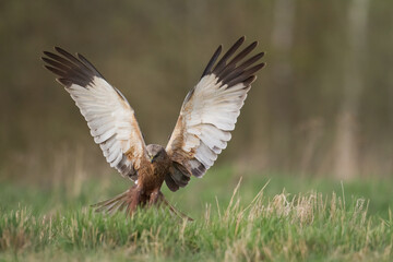 Obraz premium Flying Birds of prey Marsh harrier Circus aeruginosus, hunting time Poland Europe 