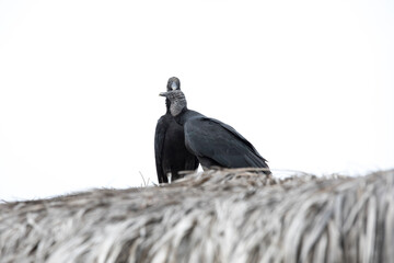 Pantanos de Villa Lima Peru Bird watching sightseing wetland swamp hobbie