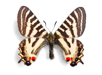 Black and White Butterfly