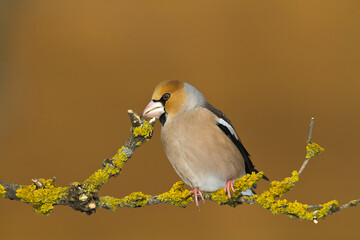 Hawfinch Coccothraustes coccothraustes amazing bird perched on tree orange green background	