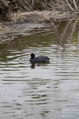 Pantanos de Villa Lima Peru Bird watching sightseing wetland swamp hobbie