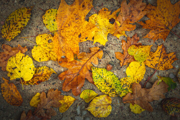 wallpaper or background autumn leaves on the ground fall maple leaves foliage