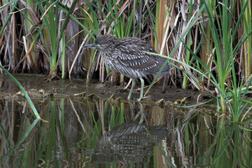 Pantanos de Villa Lima Peru Bird watching sightseing wetland swamp hobbie