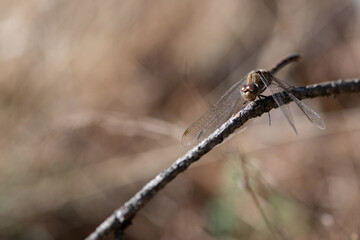 one large wild dragonlfly resting on a branch in the forrest. Depth of field brown background. Natural close up insects. 