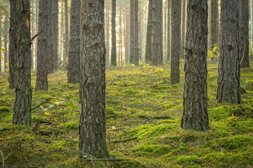 Autumn landscape misty foggy day in Knyszyn Primeval Forest, Poland Europa, a pine forest