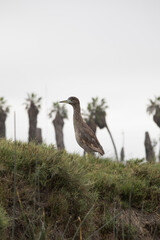 Pantanos de Villa Lima Peru Bird watching sightseing wetland swamp hobbie