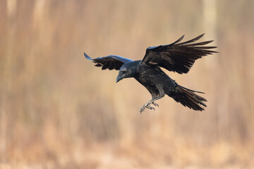 beautiful raven Corvus corax flying bird North Poland Europe