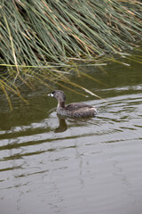 Pantanos de Villa Lima Peru Bird watching sightseing wetland swamp hobbie