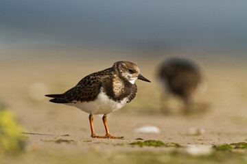bird - Ruddy Turnstone migratory Arenaria interpres shorebird, migratory bird, Poland Europe Baltic Sea	