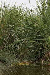 Pantanos de Villa Lima Peru Bird watching sightseing wetland swamp hobbie