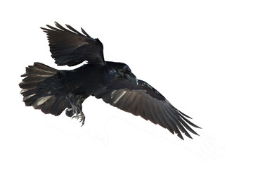 Bird flying raven isolated on white background Corvus corax. Halloween
