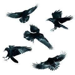 Birds flying ravens isolated on white background Corvus corax. Halloween - mix five birds	