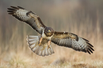 Common buzzard Buteo buteo in the fields, buzzards in natural habitat, hawk bird on the ground,...