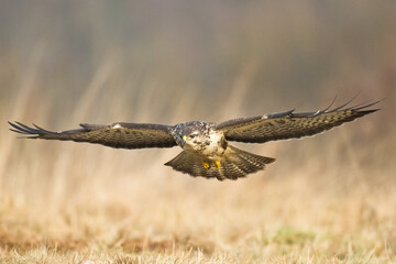 Common buzzard Buteo buteo in the fields, buzzards in natural habitat, hawk bird on the ground, predatory bird close up flying bird