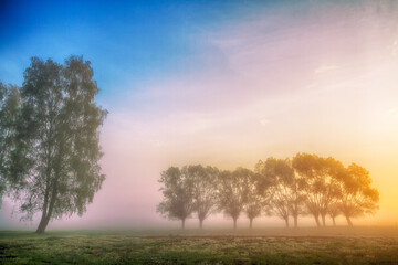 Plakat Landscape sunset in Narew river valley, Poland Europe, foggy misty meadows with trees, spring time