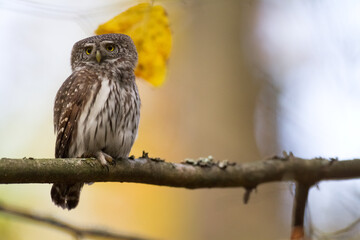 Pygmy owl Glaucidium passerinum little owl natural dark forest north parts of Poland Europe	