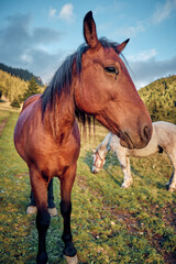 Obraz premium horse in the field