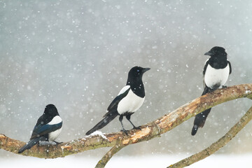 three Eurasian Magpie or Common Magpie or Pica pica is sitting on the branch with colorful background, winter time