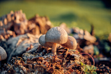 mushrooms on a tree