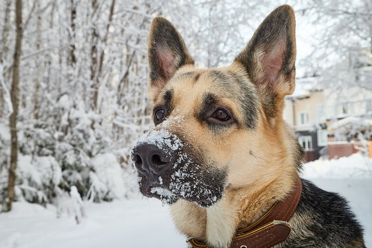 Dog German Shepherd outdoors in the forest in a winter day. Russian guard dog Eastern European Shepherd in nature on the snow and white trees covered snow