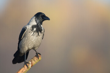 Bird Hooded Crow Corvus corone bird sitting on branch