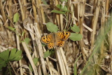 Lasiommata megera © Anne