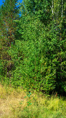 Fototapeta na wymiar Young green pine tree in a summer forest on a sunny day. Vertical image