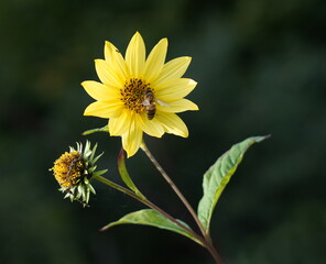 yellow sunflower in the garden,gelbe sonnenblume im garten