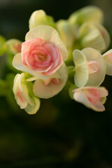 Graceful blooming buds. Young tender buds. Flowering plant. Beautiful romantic flowers.