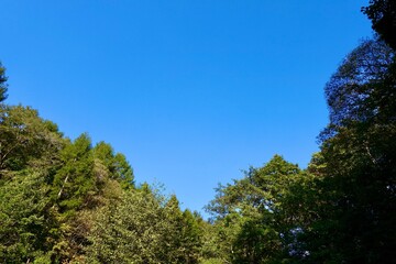 森の中から見上げる青空　空の背景