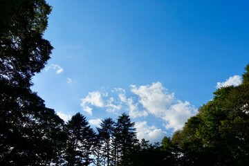 森の中から見上げる青空と雲　空の背景