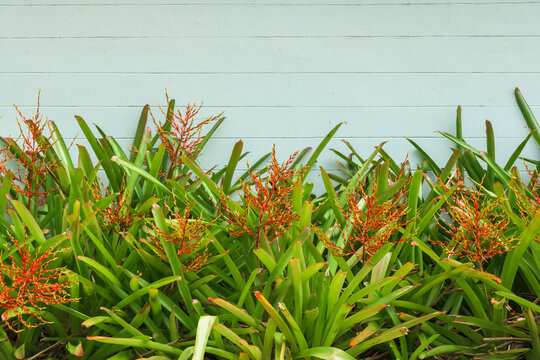 Portea petropolitana is a genus in the plant family Bromeliaceae, Beautiful flower