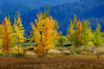Mountainside Wilderness Forest of Fall Aspen Trees Golden and Green Colors Autumn