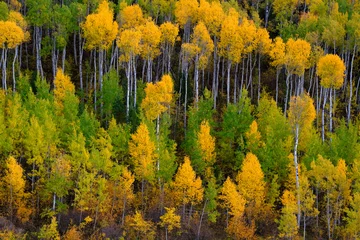 Fotobehang Mountainside Wilderness Forest of Fall Aspen Trees Golden and Green Colors Autumn © Lane Erickson