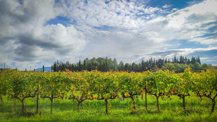Fototapeta na wymiar vue sur des vignes dans la ville de Vaison-la-Romaine dans le Vaucluse