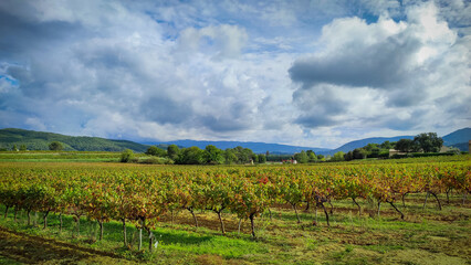 Fototapeta na wymiar vue sur des vignes dans la ville de Vaison-la-Romaine dans le Vaucluse