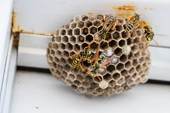 Yellow jacket hornets standing on their beehive.