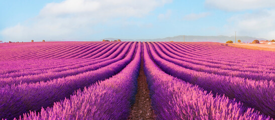 Fototapeta na wymiar violet lavender field .Valensole lavender fields, Provence, France.