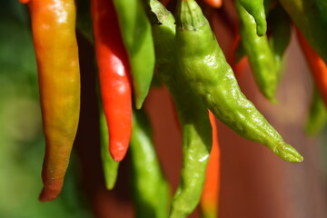 red and green chili pepper