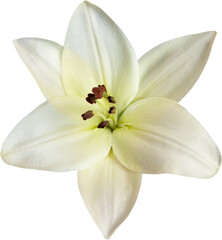 Beautiful white lily on white background
