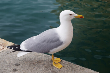 A seagull in Camogli, Ligurian Riviera, Italy