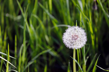 White dandelion close up, green field, with copy space.