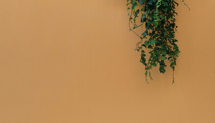 Branches of ivy or bindweed plant on a peach colored wall, idea for background or splash screen for...