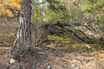 Autumn forest landscape with fallen old trees in the Krasnoyarsk national park 